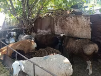 Får, Rhon sheep — foto 7
