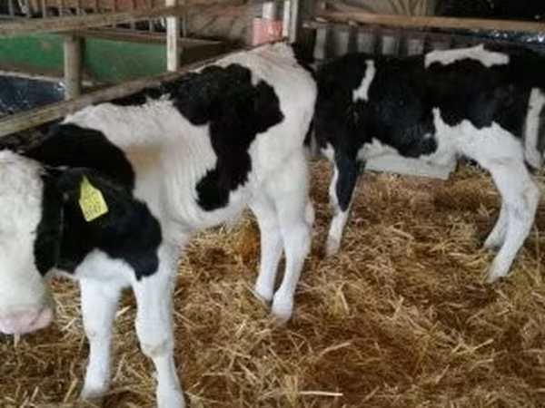 Bull, Russian Black pied cattle