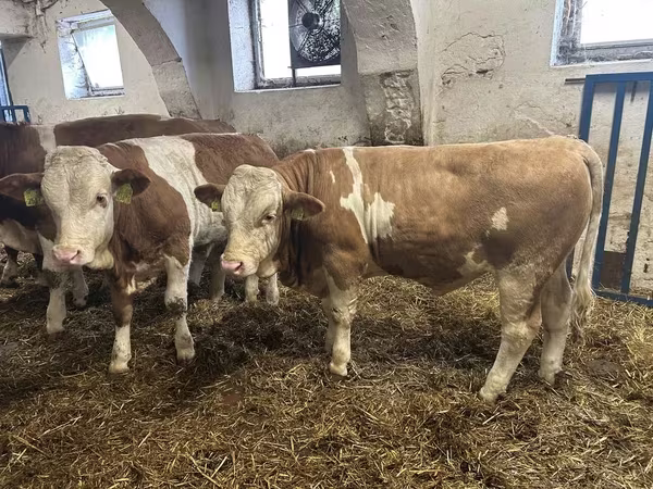 Bik, Simmental cattle