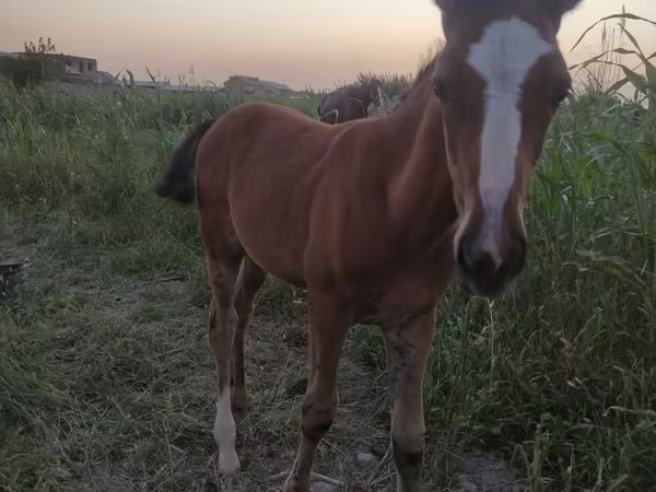 مادیان, Akhal-Teke