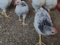 Australorp — foto 7