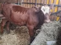 Ko, Limousin-ko. — foto 2