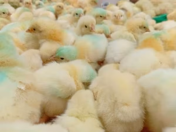 Chickens