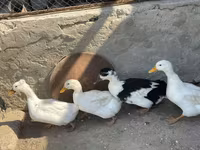 Deutscher Pekin — Foto 2