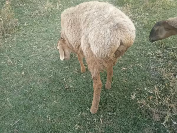 雄羊, Rhon sheep