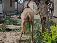 Beran, Edilbay sheep — foto 4