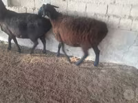 Kambing betina, Sheep — foto 2