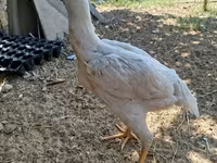 Chickens — zdjęcie 3