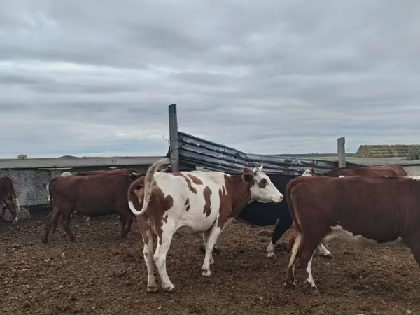 بقرة, Simmental cattle
