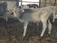 Býk, Swiss cattle — foto 5