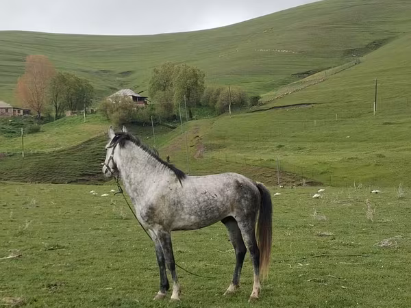 Koń, Azerbaijan horse