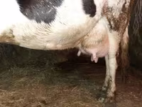 Cow, Russian Black pied cattle — photo 2