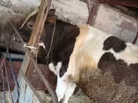 گاو نر, Russian Black pied cattle — عکس 2