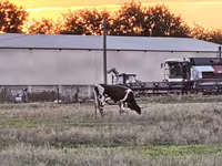 Kuh, Russian Black pied cattle — Foto 2