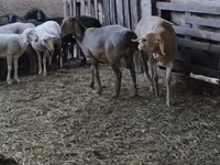 Berbec, Arashan sheep — foto 4