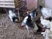 Chickens — φωτογραφία 5