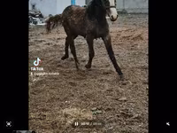 Cavalla, Orlov Trotter — foto 1