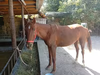 Hingst, Thoroughbred horse — foto 3