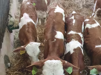 Bou, Russian Black pied cattle — foto 2