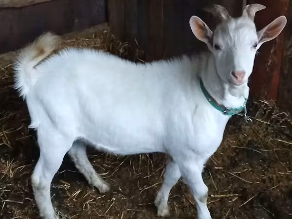 Козел, Saanen goat — Молдова