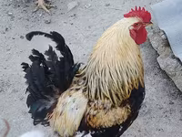 Chickens — عکس 3