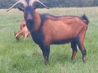 بز نر, Alpine goat — عکس 2