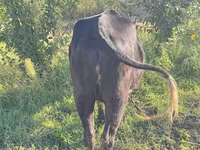 گاو ماده, گاو — عکس 2