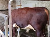 Bou, Swiss cattle — foto 2