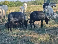 Pecora, Racka sheep — foto 2