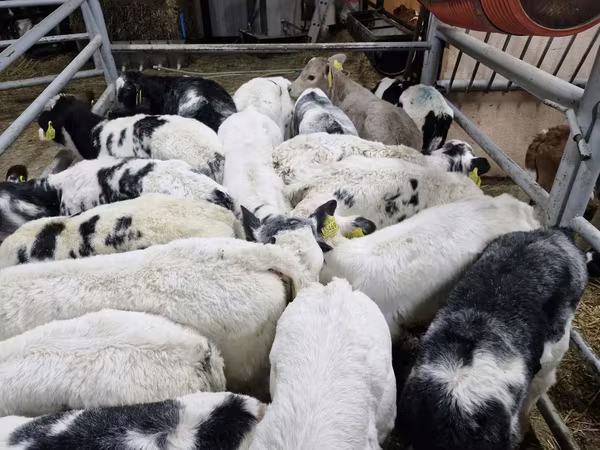 Бик, Simmental cattle