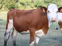 گاو ماده, مونبیلیارد — عکس 2