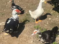 Pekin Jerman — foto 1