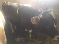 Krava, Simmental cattle — fotografija 6