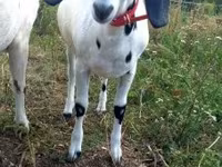 بز ماده, Nubian Goat — عکس 1