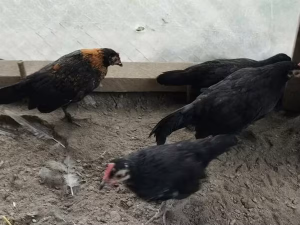 gà mái Séc vàng lốm đốm