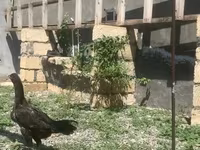 Chickens — foto 1