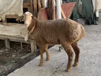 Berbec, Arashan sheep — foto 1