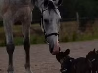 Hingst, Hästar — foto 2