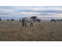 Pastuv, Коњи — fotografija 2