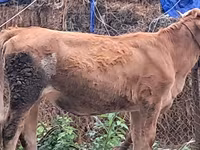 Dibi, Simmental cattle — sawirka 4