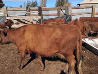 Krava, Latvian Blue cattle — foto 5