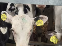 Byk, Simmental cattle — zdjęcie 4