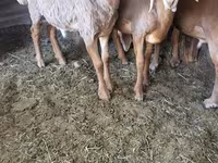 Baran, Arashan sheep — zdjęcie 6