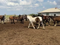 Cavalo, Horse breed — foto 8