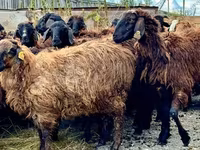 Bélier, Romanov sheep — photo 2