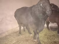 Beran, Hissar sheep — foto 2