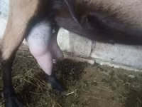 بز ماده, Alpine goat — عکس 1