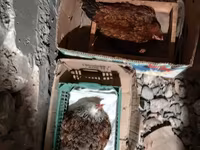 Chickens — عکس 4