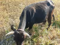 İnek, Sığır — foto 5