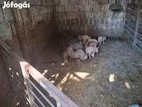 Locha, Świnie — zdjęcie 5